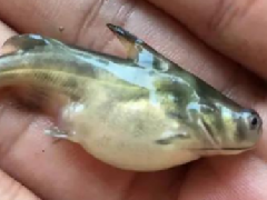 昨儿还好好的黄颡鱼，怎么养成了河豚？原来是腹水症在搞鬼！